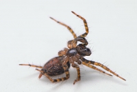 gewone staartspin (Textrix denticulata) 4-2014 8762